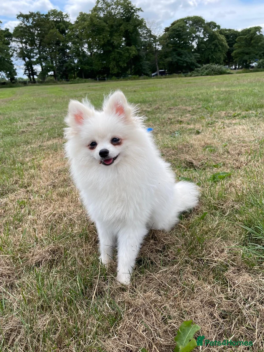 Pomchi dogs for sale: Beautiful little Kc registered white male in London - Advert 7