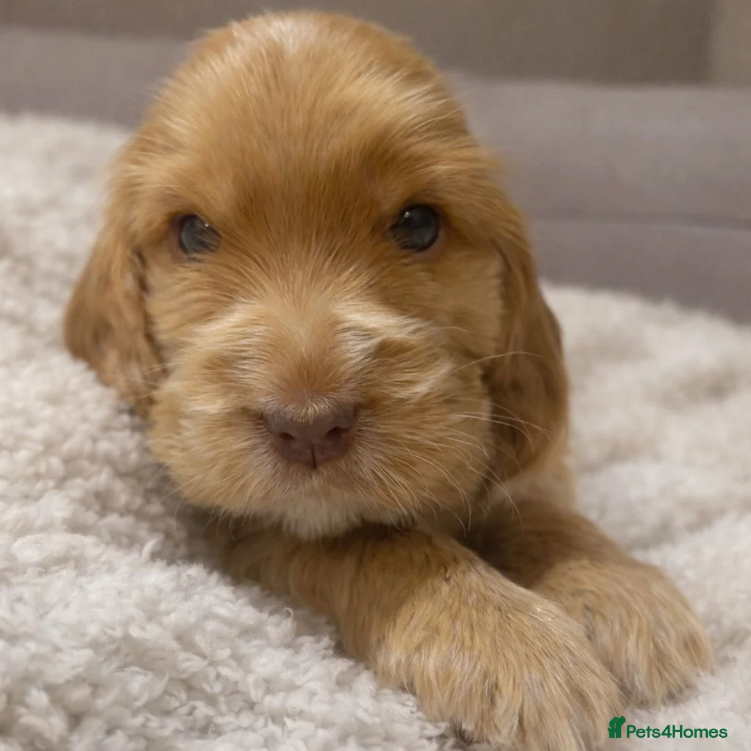 Cocker Spaniel dogs for sale: Show Cocker Spaniel - Advert 1