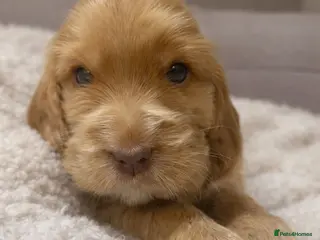 Cocker Spaniel dogs Show Cocker Spaniel - Advert 2