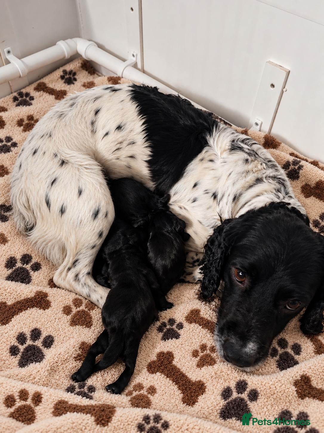 Sprocker dogs Our Precious Springer Spaniel Lucy has had babies - Advert 6