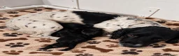 Sprocker dogs for sale: Our Precious Springer Spaniel Lucy has had babies - Advert 1