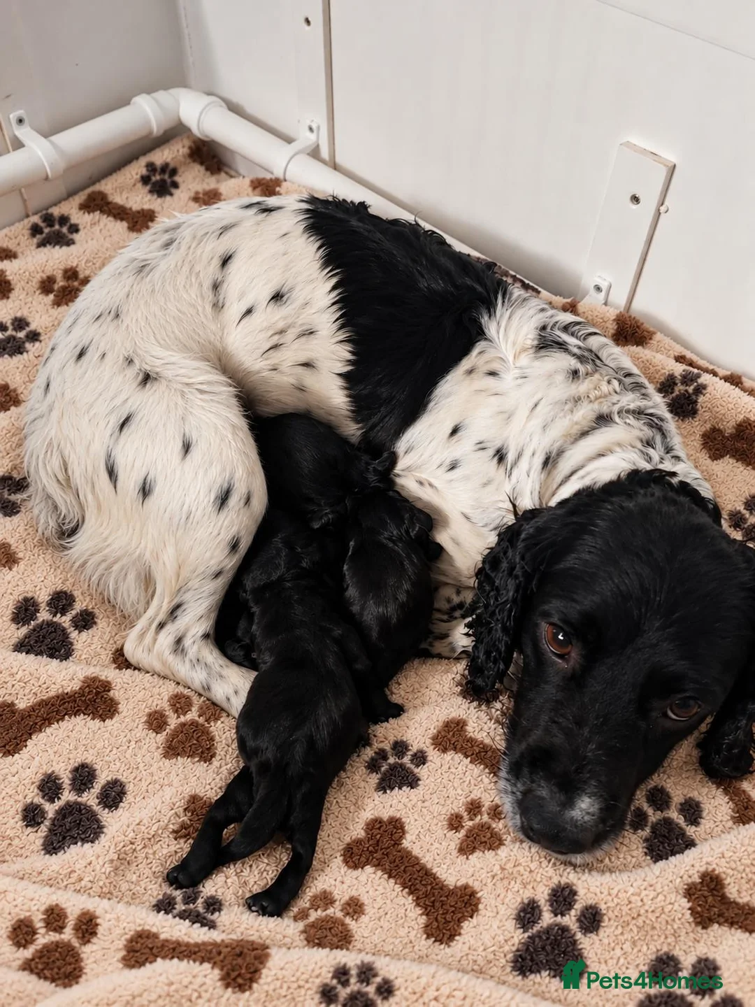 Sprocker dogs for sale: Our Precious Springer Spaniel Lucy has had babies - Advert 1