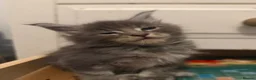 Maine Coon cats for sale: Pedigree Maine coons - Advert 13