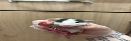 Rat rodents for sale: Gorgeous pedigree dwarf rat pups - Advert 17