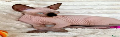 Sphynx 3