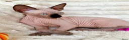 Sphynx cats for sale: Canadian Sphynx Kittens  - Advert 32
