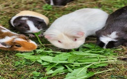Guinea Pig rodents for sale: Mixed Female Guinea Pigs - Image 7
