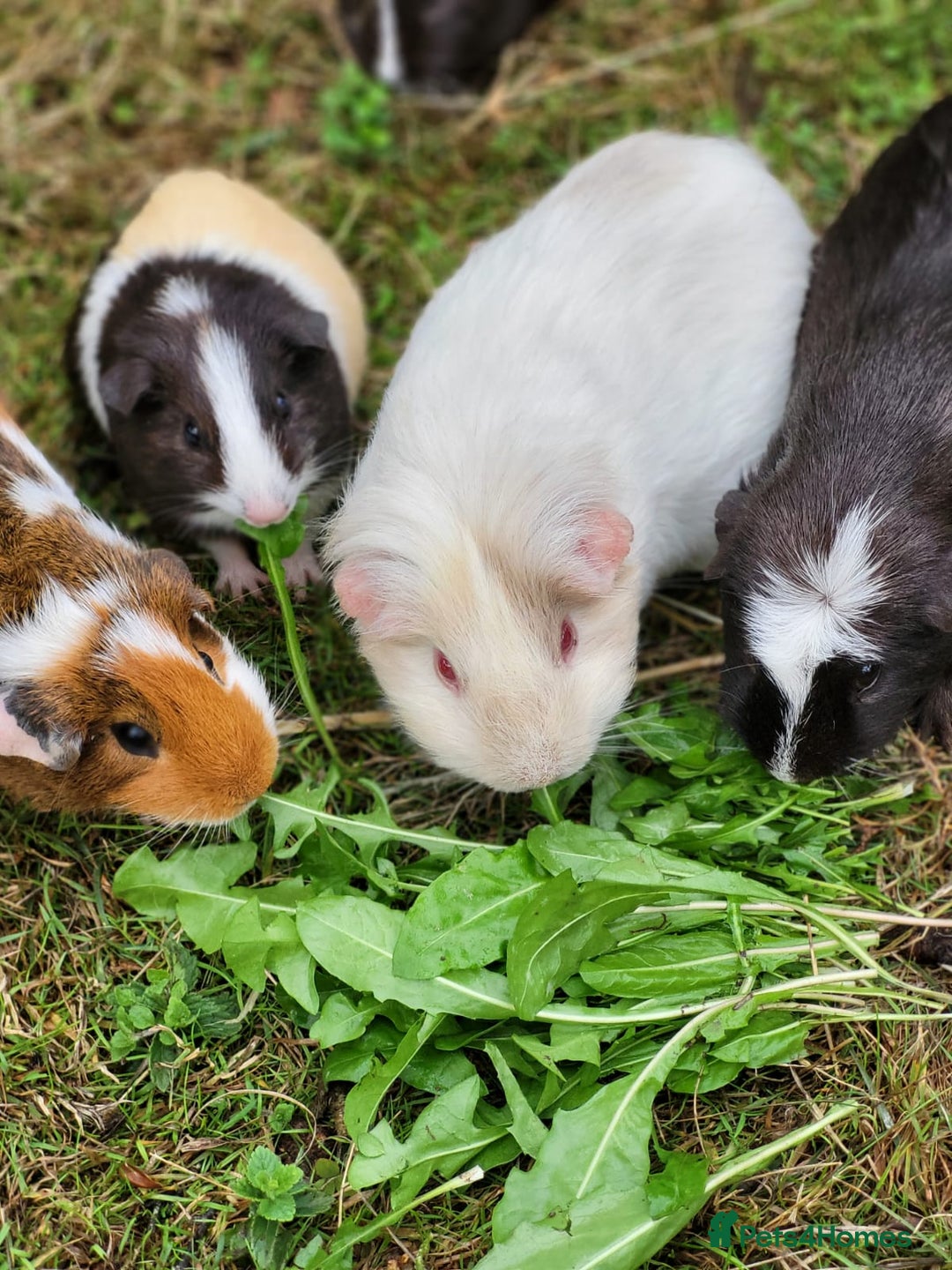Guinea Pig rodents for sale: Mixed Female Guinea Pigs - Image 7