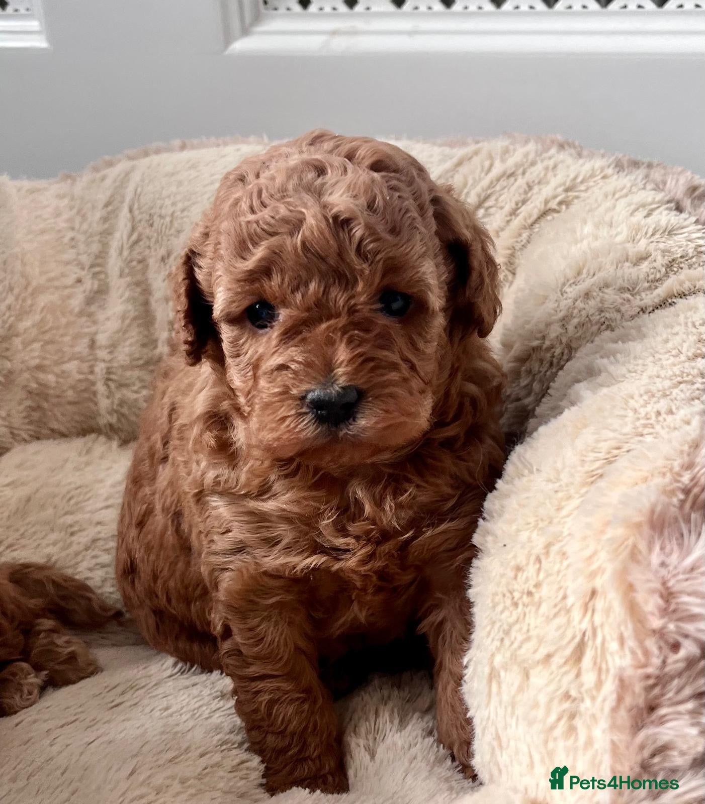 Cockapoo dogs Stunning F2B pups.  - Advert 5