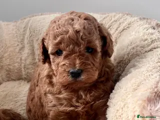 Cockapoo dogs Stunning F2B pups. - Advert 5