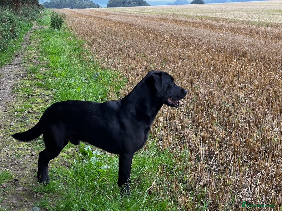 Labrador Retriever dogs for stud: Black Labrador Retriever – At Stud. KC Registered in Salisbury - Image 5