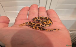 Snake reptiles for sale: Mex Mex kingsnake,  sand boas, rosy boa  - Image 2