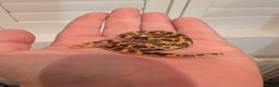 Snake reptiles for sale: Mex Mex kingsnake,  sand boas, rosy boa  - Advert 2