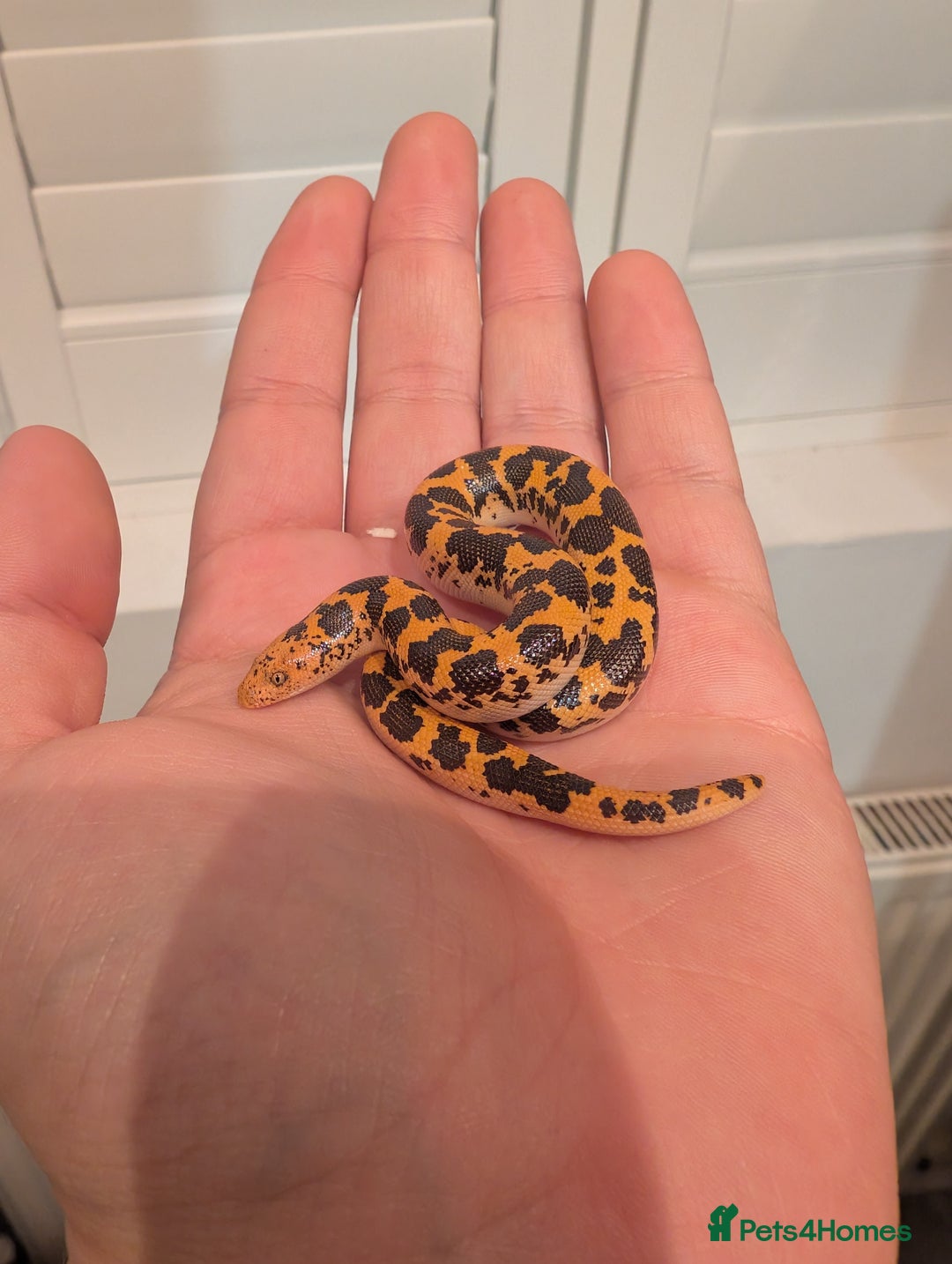 Snake reptiles for sale: Mex Mex kingsnake,  sand boas, rosy boa  - Image 2