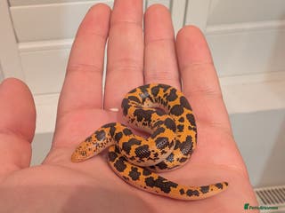 Snake reptiles Sand boas - Advert 5