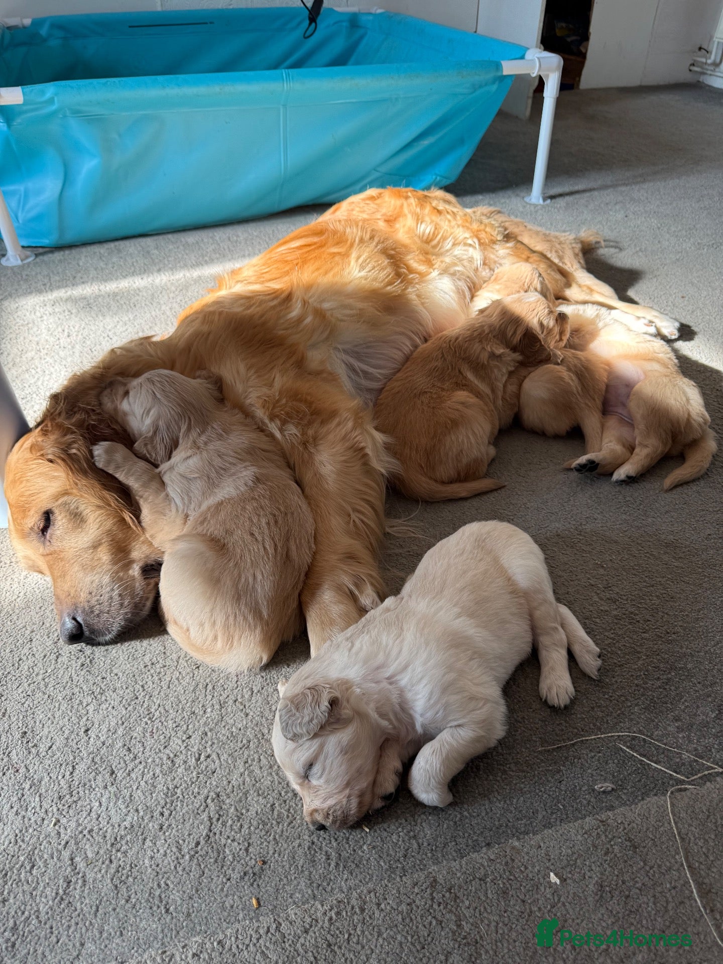 Golden Retriever dogs Golden Retriever Puppies  - Advert 2