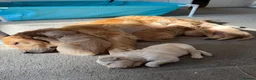 Golden Retriever dogs for sale: Golden Retriever Puppies  - Advert 2