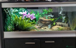 Snake reptiles for sale: Hognose with vivarium  - Image 5