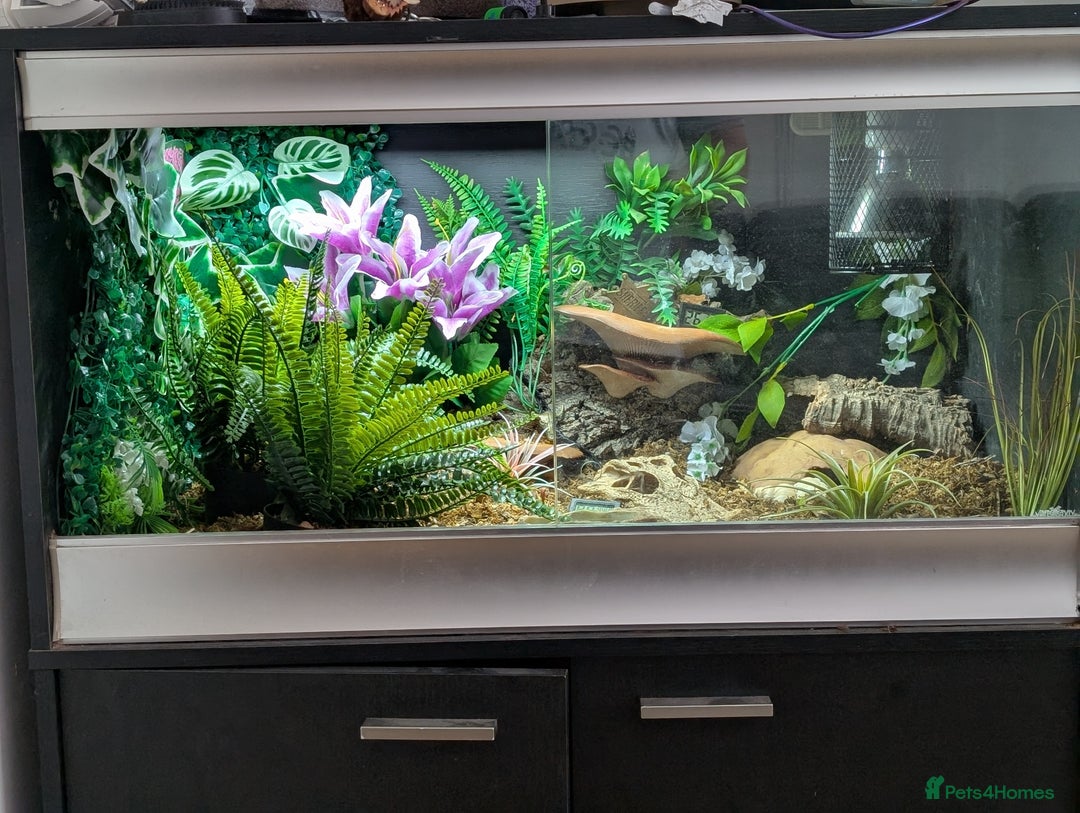 Snake reptiles for sale: Hognose with vivarium  - Image 5
