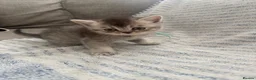 British Shorthair cats for sale: GCCF registered Kittens  - Advert 3