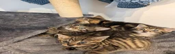 Mixed Breed cats for sale: Kittens  - Advert 19