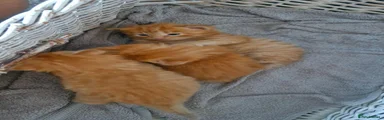 Mixed Breed 3