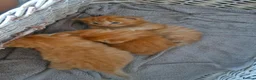 Mixed Breed cats for sale: Ginger male kittens - Advert 5