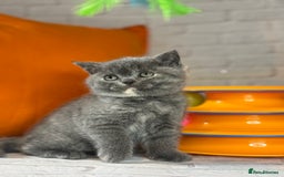 British Shorthair cats for sale: Beautiful British Shorthair Kittens – ReadyOctober - Image 2