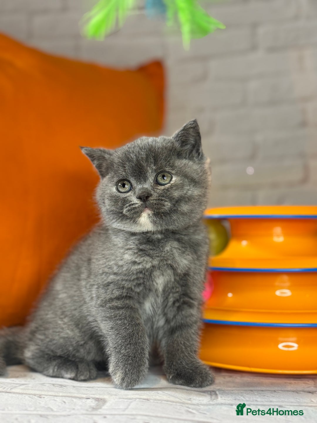 British Shorthair cats for sale: Beautiful British Shorthair Kittens – ReadyOctober - Image 2