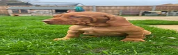 Hungarian Vizsla dogs for sale: EXCEPTIONAL HUNGARIAN VIZSLA PUPPIES - Advert 12