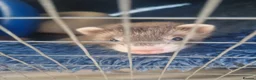 Ferret rodents for sale: Kits for sale in Arundel - Advert 5