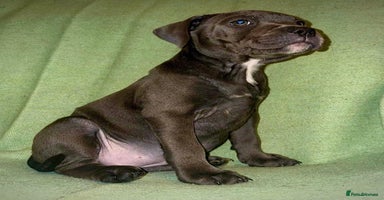 Staffordshire Bull Terrier dogs - Advert 10