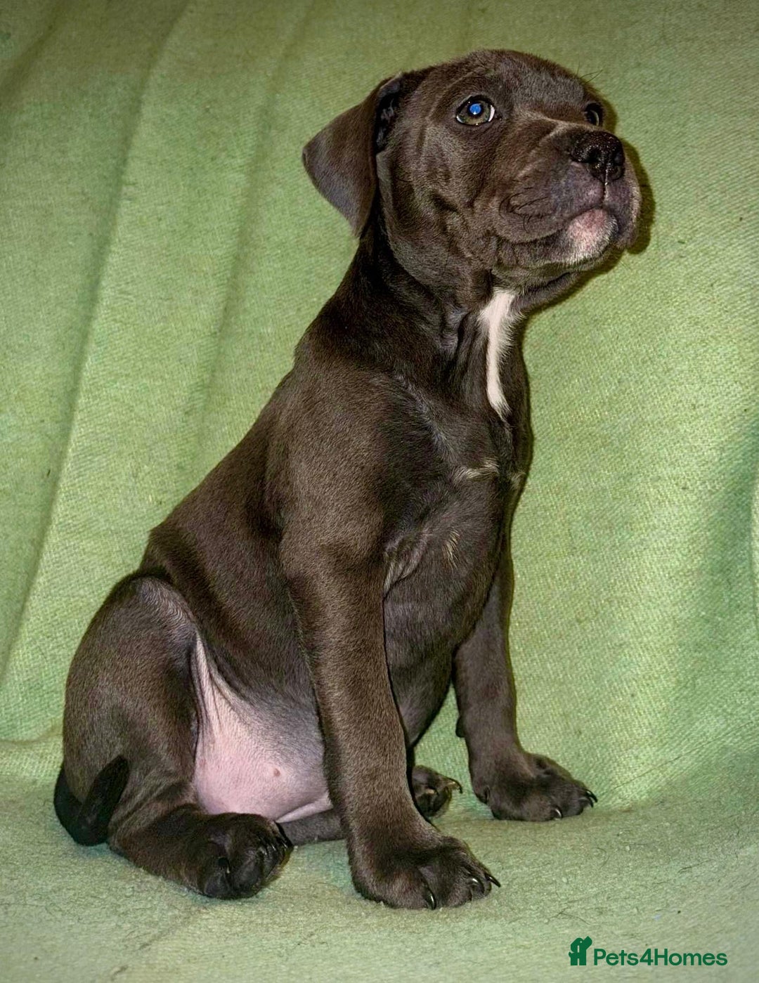 Staffordshire Bull Terrier dogs for sale: Blue Staffies - Image 3