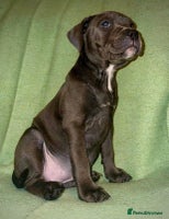 Staffordshire Bull Terrier dogs - Advert 4