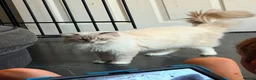 Ragdoll cats for sale: 1 Tica reg kitten left looking for a home  - Advert 6
