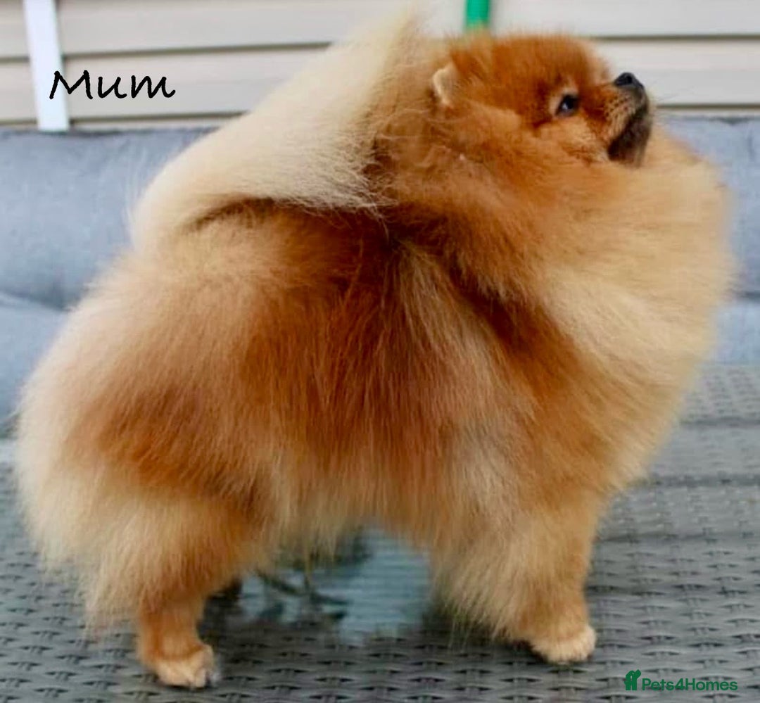 Pomeranian dogs for sale: 💎 Golden Colour Very Small Teddy Face 💎 - Image 19