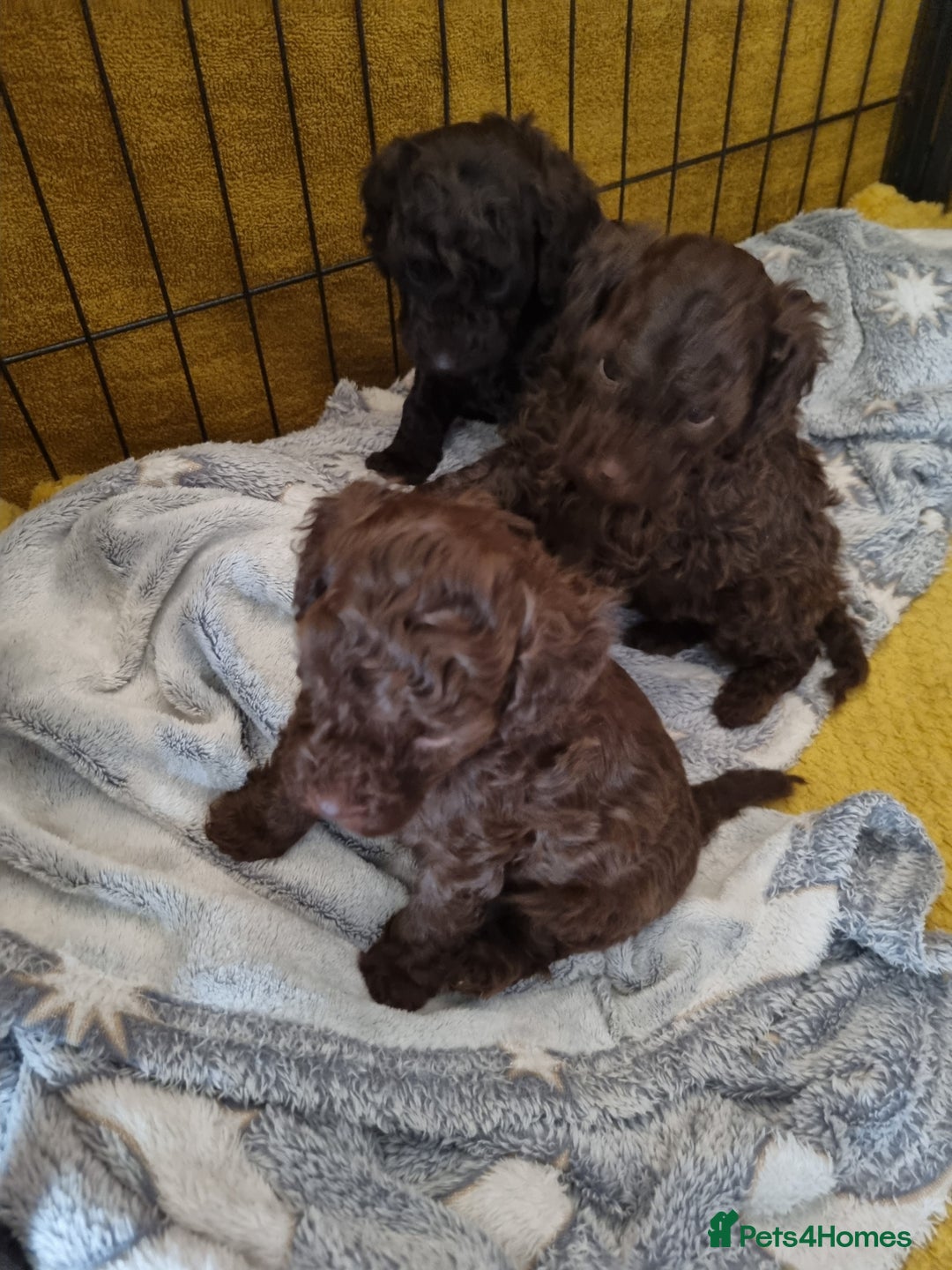 Poodle dogs for sale: Poodle's - Advert 5