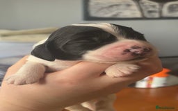 Sprocker dogs for sale:  sprocker spaniel pups for sale!  - Advert 13