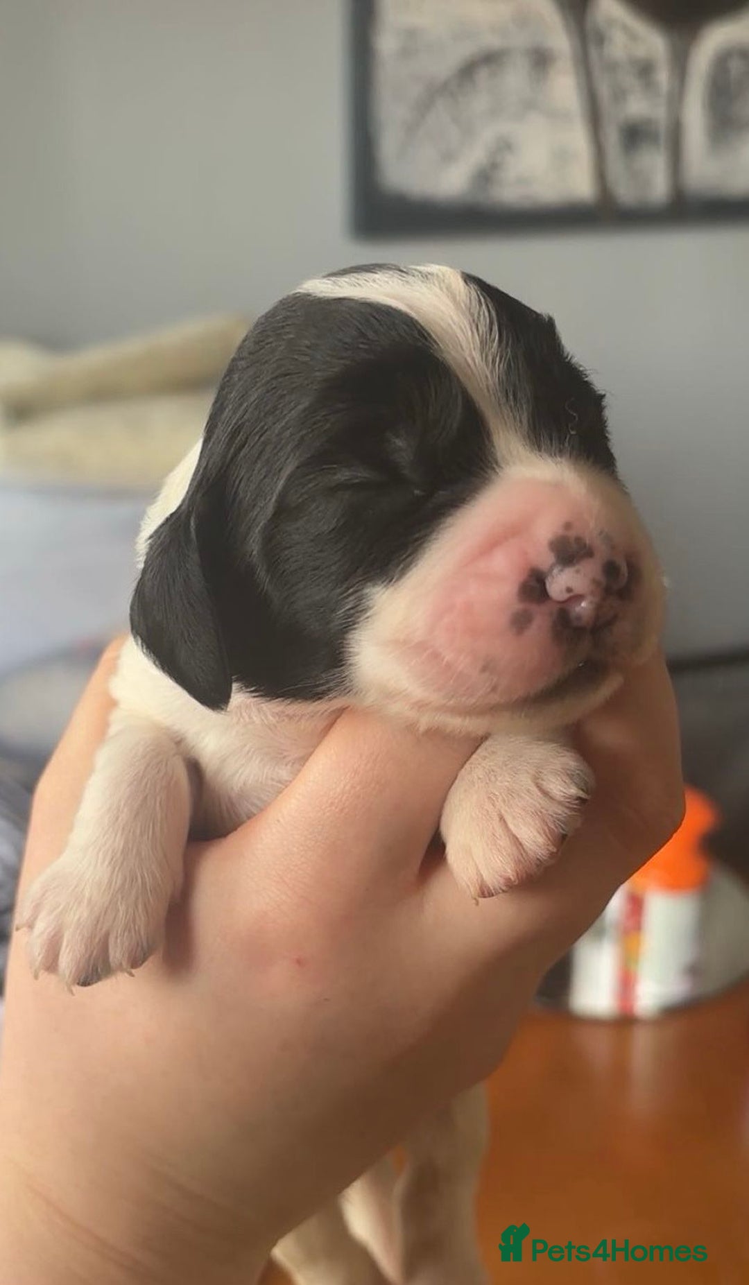 Sprocker dogs for sale:  sprocker spaniel pups for sale!  - Advert 13