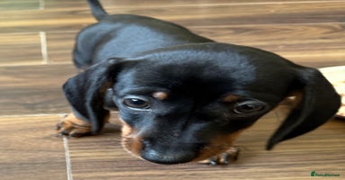 Miniature Dachshund dogs - Advert 6