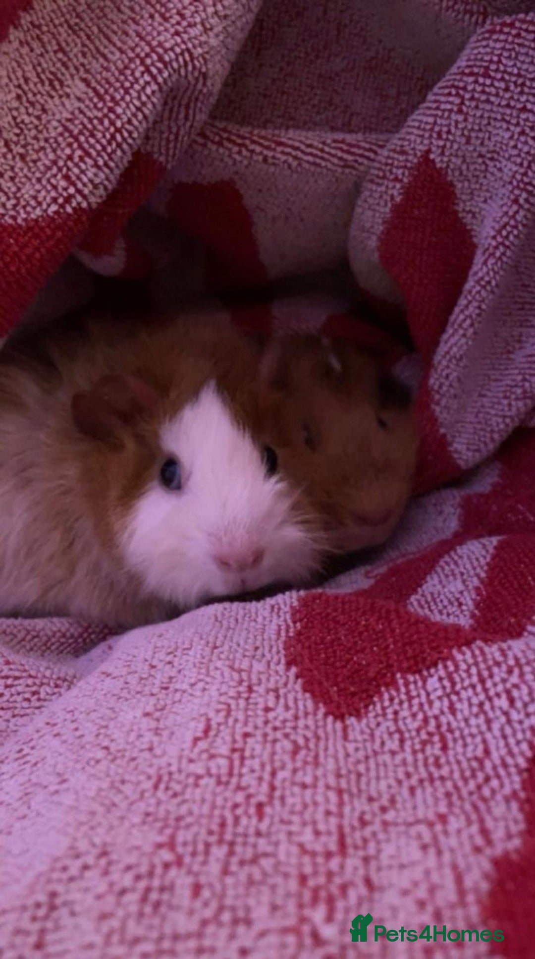 Guinea Pig rodents for sale: 2 guinea pigs looking for a new home! - Advert 11