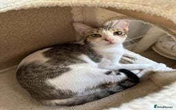 Mixed Breed cats for adoption: Female Indoor Cat for Adoption in Carshalton - Image 14