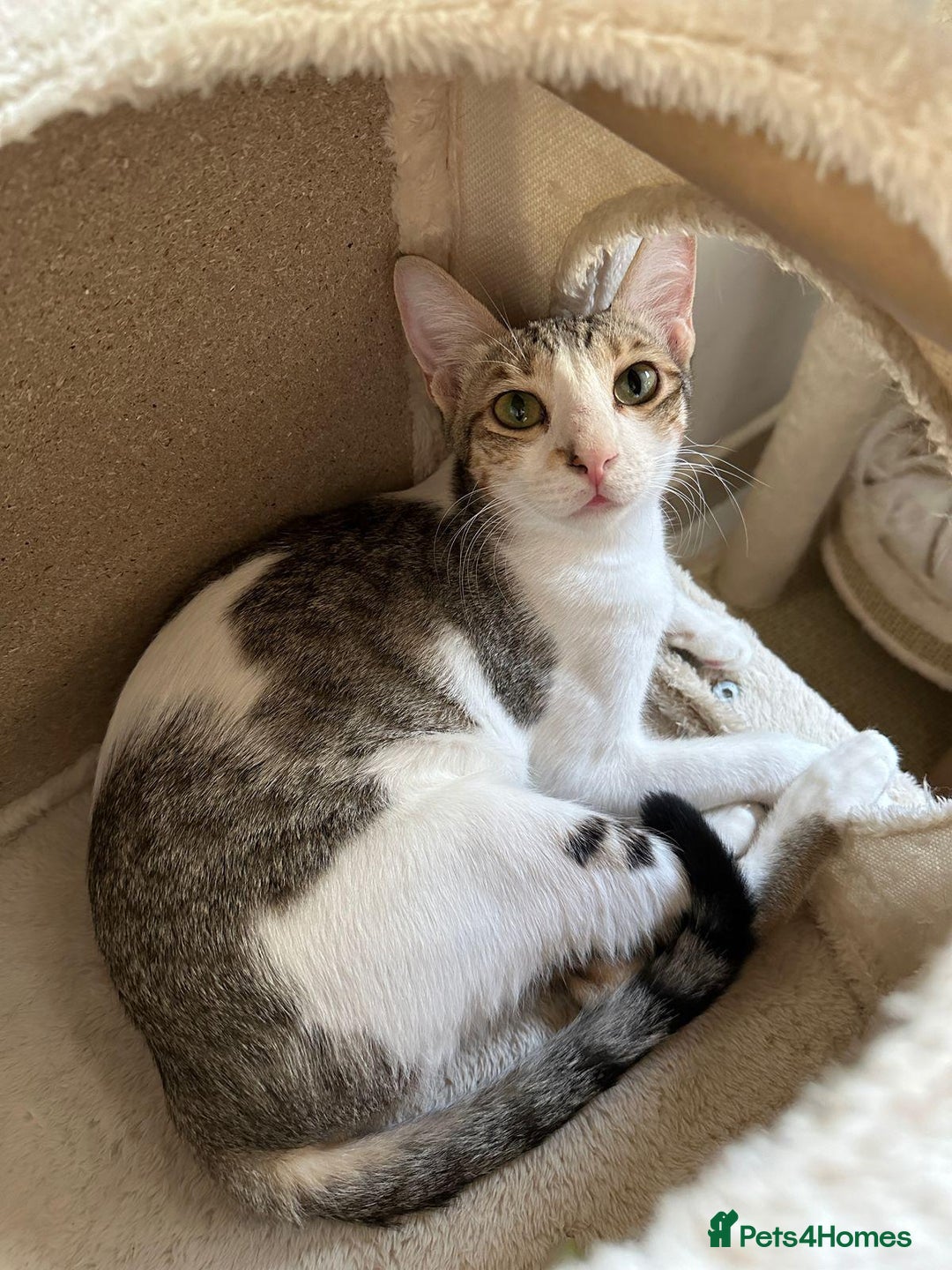 Mixed Breed cats for adoption: Female Indoor Cat for Adoption in Carshalton - Image 14