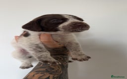 Mixed Breed dogs for sale: Litter of 9 healthy pups  - Image 20