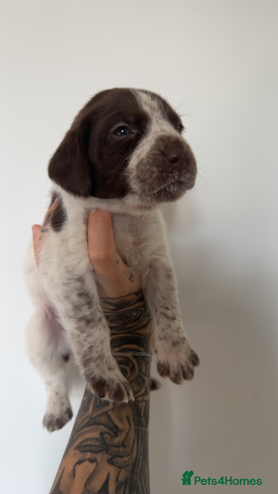 Mixed Breed dogs for sale: Litter of 9 healthy pups  - Image 20