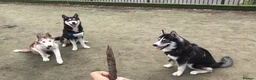 Siberian Husky dogs for stud: Husky Stud  - Advert 10
