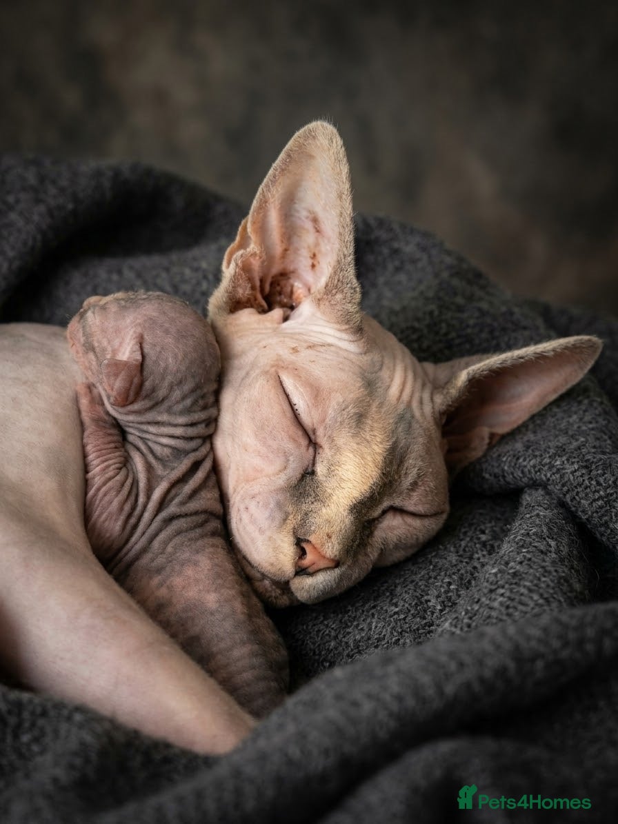 Sphynx cats for sale: Stunning Canadian Sphynx Kittens –  Reservation 🐾 - Advert 2