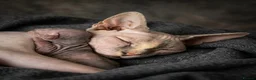 Sphynx cats for sale: Stunning Canadian Sphynx Kittens –  Reservation 🐾 - Advert 2