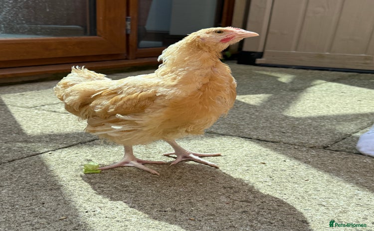 Chickens poultry - Advert 6
