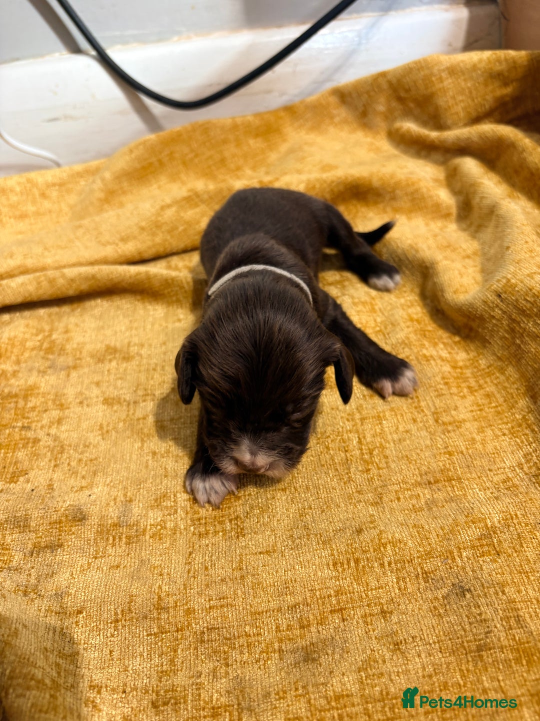 Cocker Spaniel dogs for sale: Cocker Spaniel Puppies  for sale - Image 5